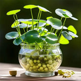 Product photo of copper coin grass seeds