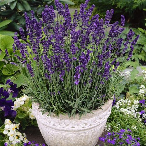 Product photo of lavender seeds