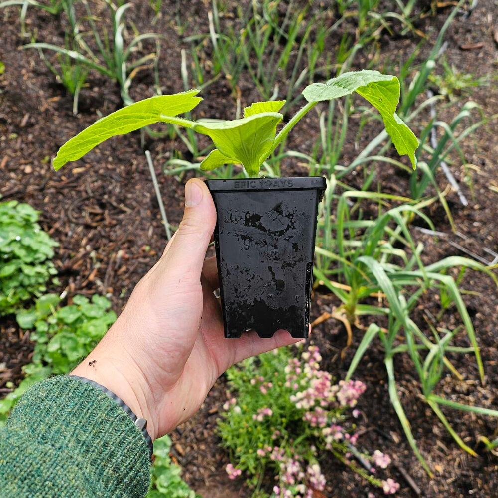 Three Inch Cube Seedling Pot