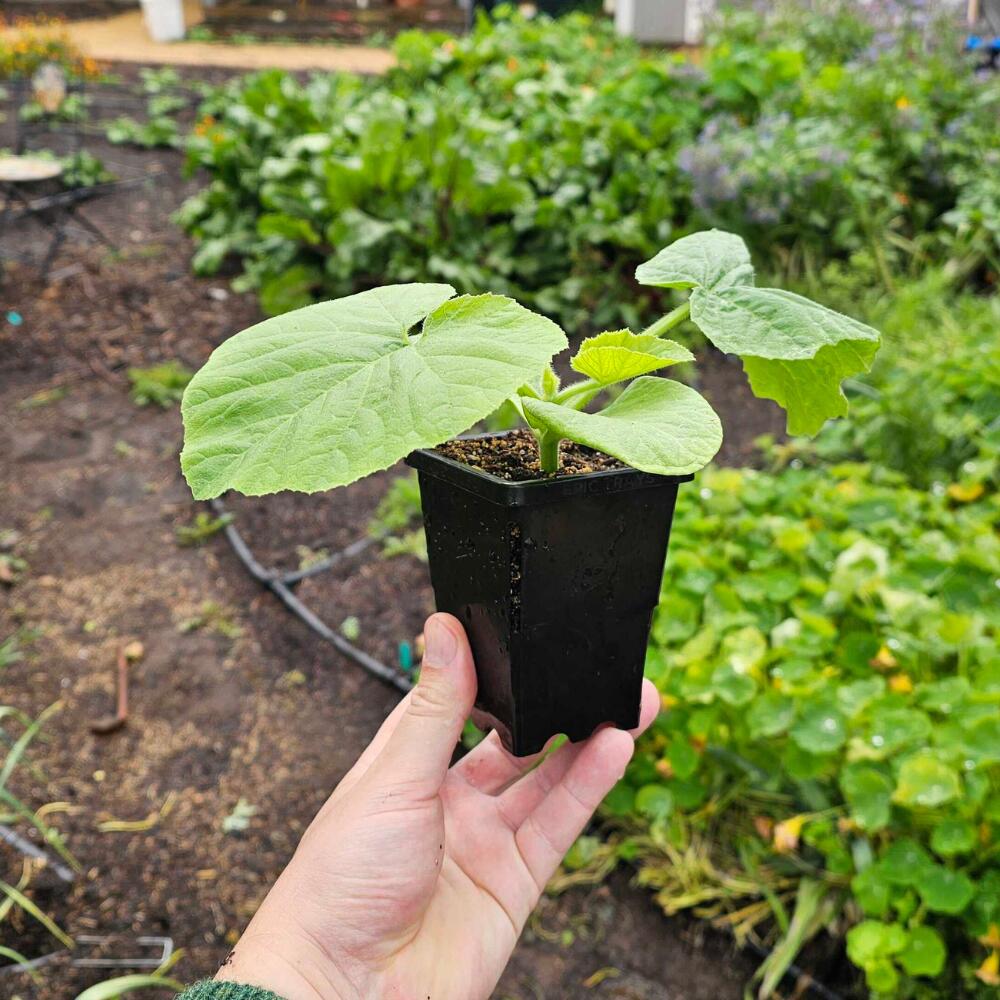 Three Inch Cube Seedling Pot