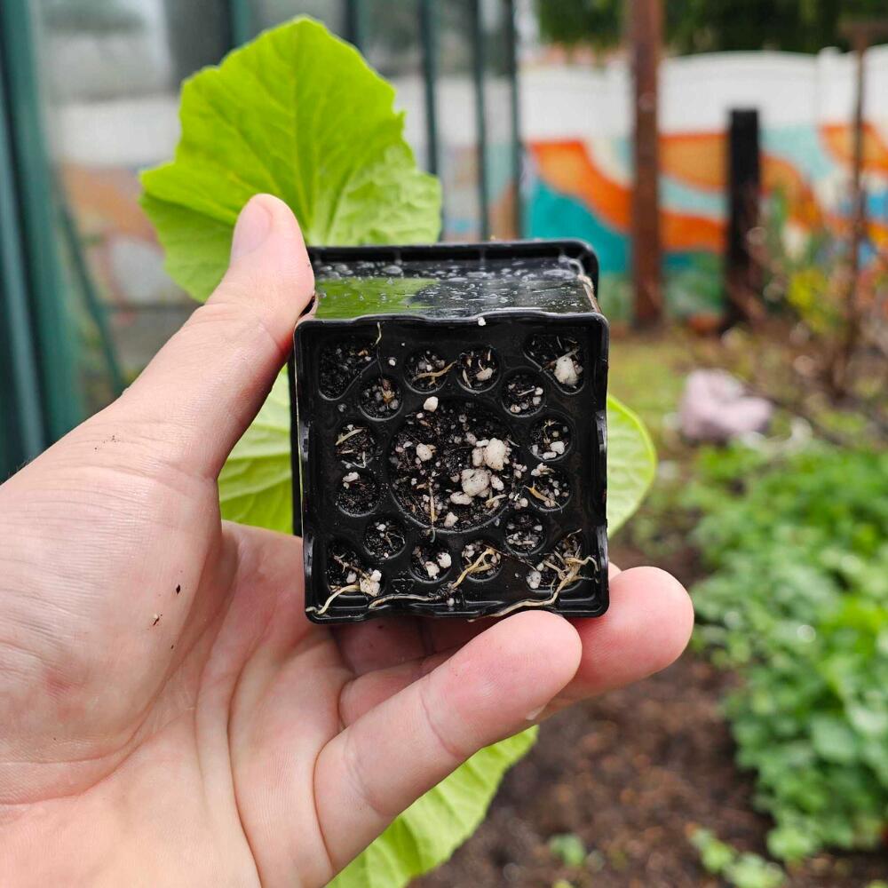 Three Inch Cube Seedling Pot
