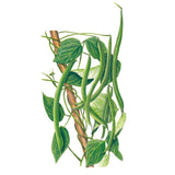 Blue Lake FM-1K Climbing Bean plants in the garden