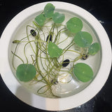 Product photo of bowl lotus seeds