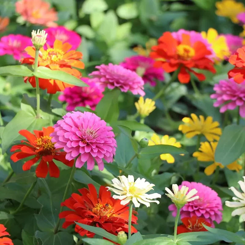 Product photo of zinnia seeds