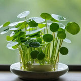 Product photo of copper coin grass seeds