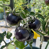 Product photo of black pearl cherry tomato seeds