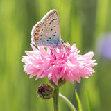Product photo of mixed cornflower seeds