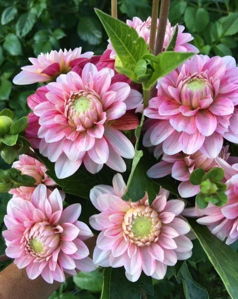Product photo of dahlia seeds