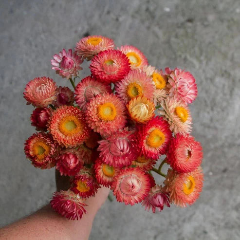 Product photo of strawflower seeds