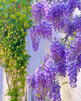 Product photo of wisteria seeds