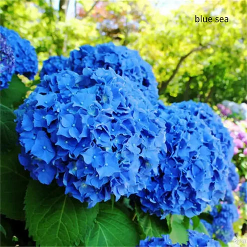 Product photo of hydrangea seeds