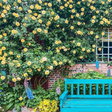 Product photo of climbing rose seeds