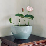 Product photo of bowl lotus seeds