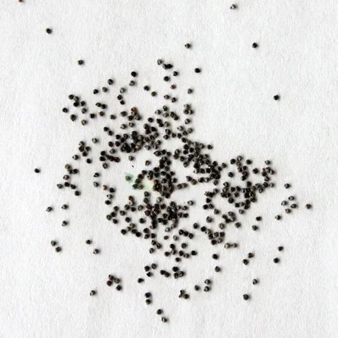 Product photo of mixed moss rose seeds