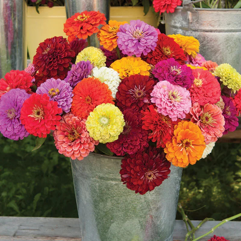Product photo of zinnia seeds