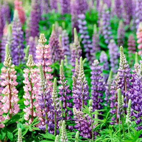Product photo of lupine seeds