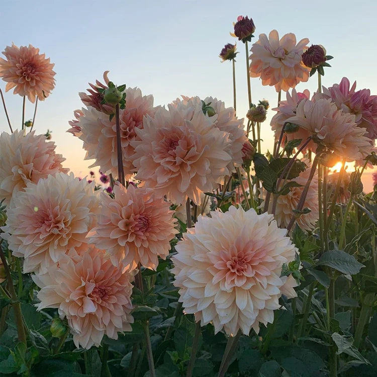 Product photo of dahlia seeds