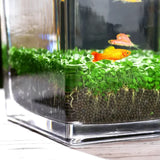 Product photo of water grass seeds