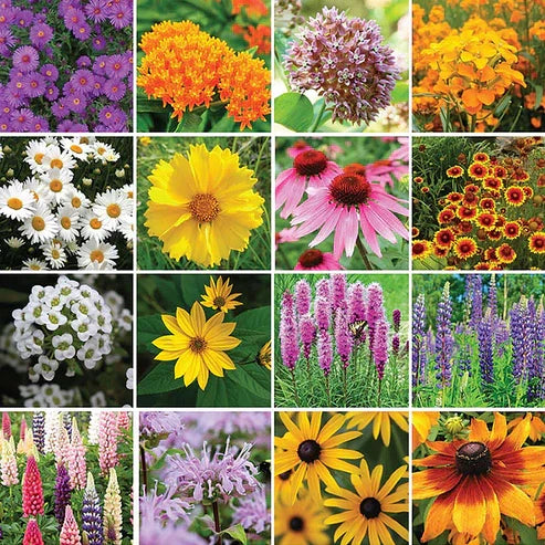 Product photo of wildflower seed mix