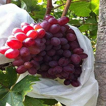 Product photo of fruit and grape protection bags