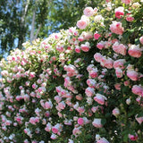 Product photo of climbing rose seeds