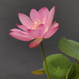 Product photo of bowl lotus seeds