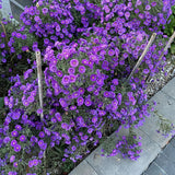 Product photo of chinese aster seeds