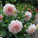 Product photo of dahlia seeds