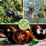 Product photo of black pearl cherry tomato seeds