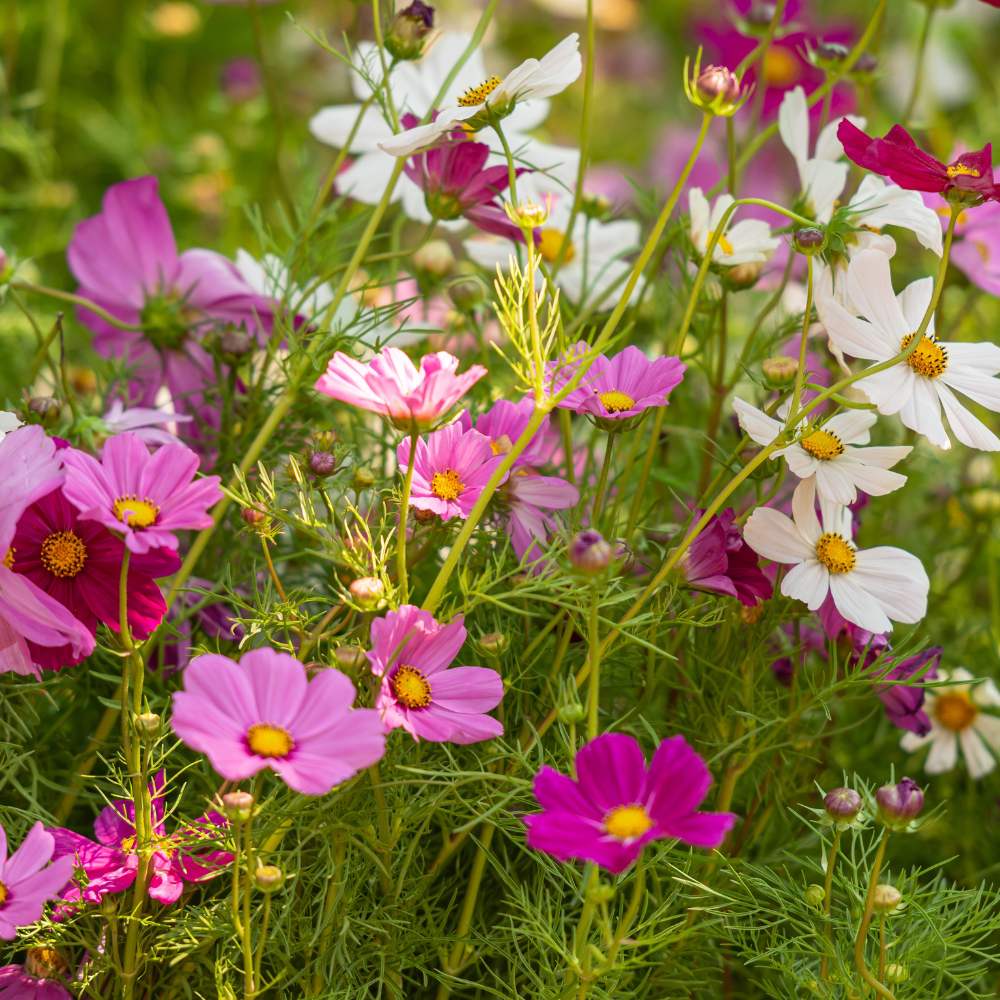 Product photo of mixed cosmos seeds