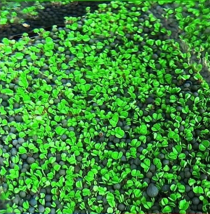 Product photo of water grass seeds
