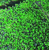 Product photo of water grass seeds