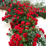Product photo of climbing rose seeds