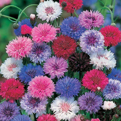 Product photo of mixed cornflower seeds
