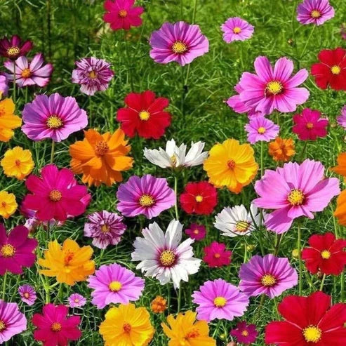 Product photo of wildflower seed mix