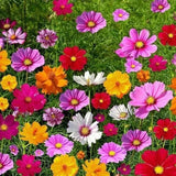 Product photo of wildflower seed mix