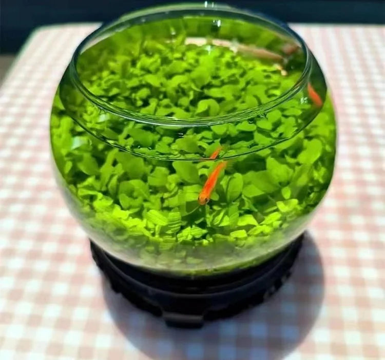 Product photo of water grass seeds
