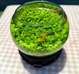 Product photo of water grass seeds