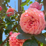 Product photo of climbing rose seeds