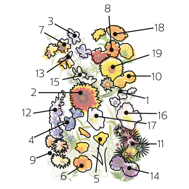 Water Wise Flower Mix plants in the garden