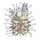 Product image of grandmother's cutting garden flower mix seeds
