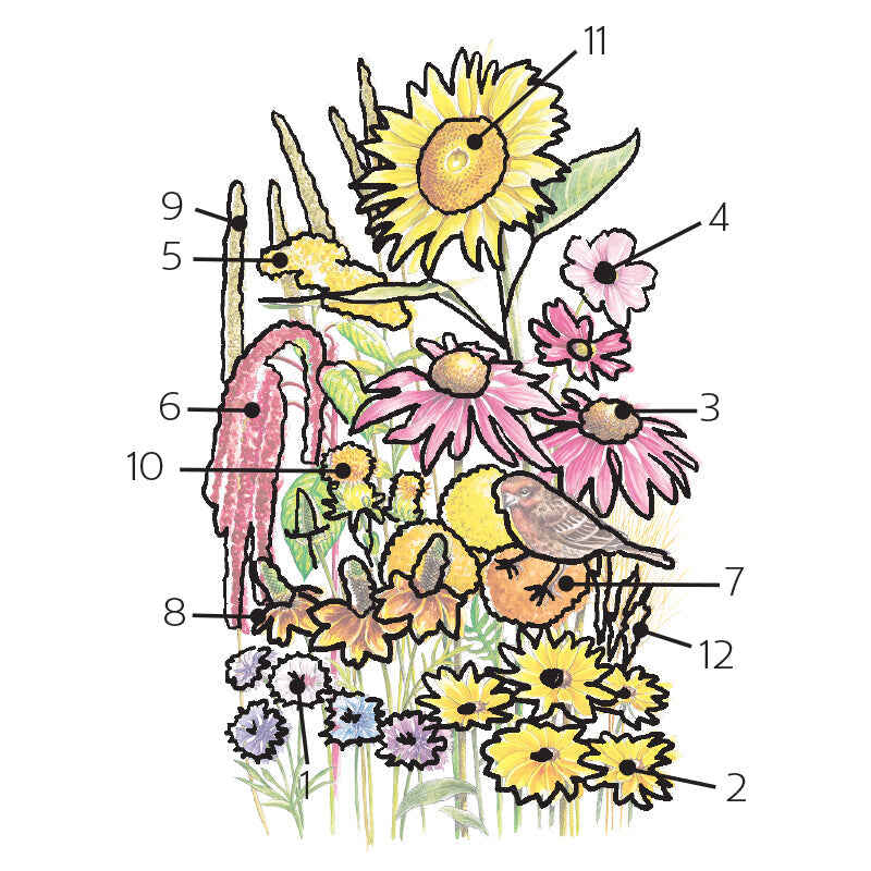 Songbird Flower Mix seeds
