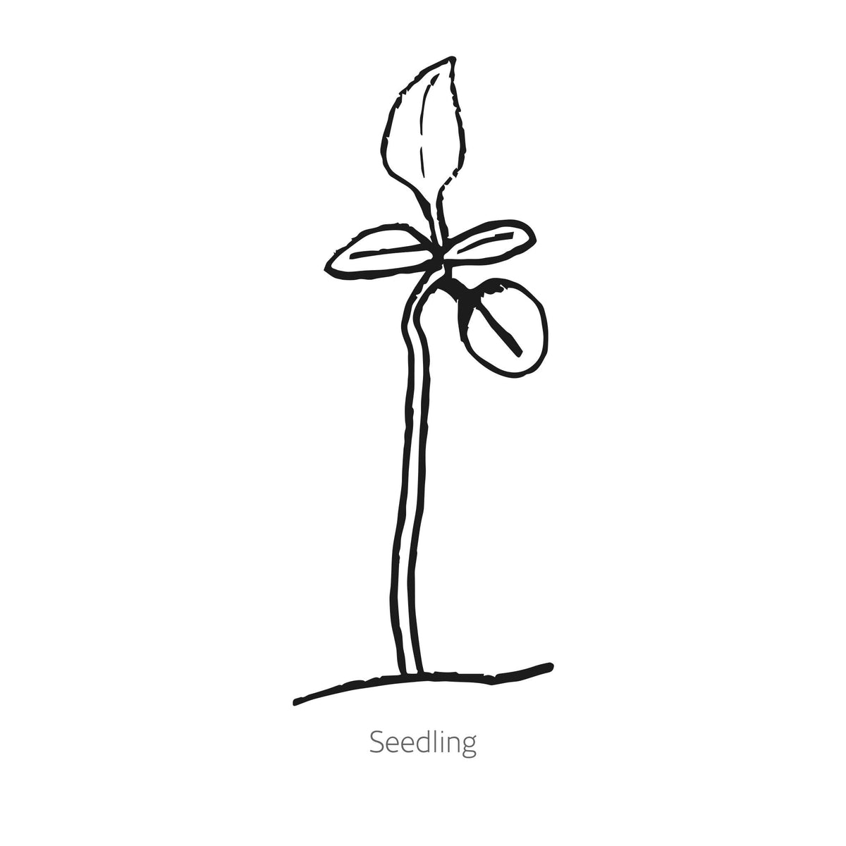 Creeping Thyme flowers