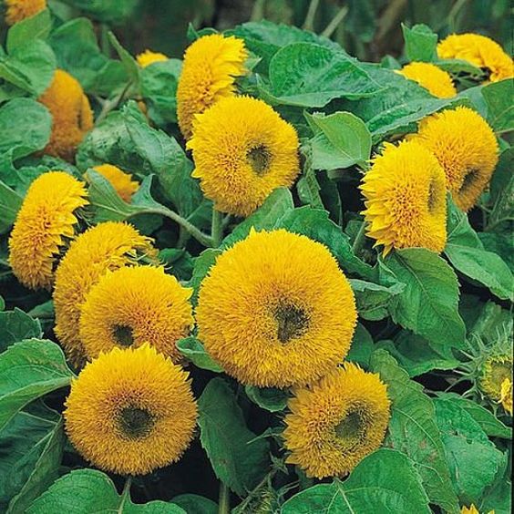 Product photo of teddy bear sunflower seeds