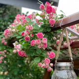 Product photo of climbing rose seeds