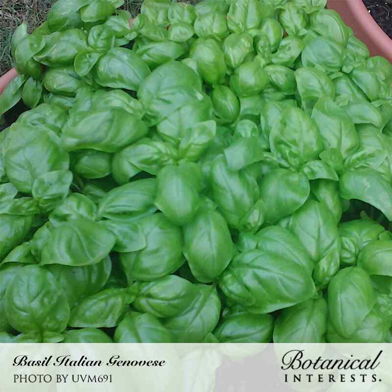 Product image of italian genovese basil seeds