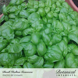 Product image of italian genovese basil seeds