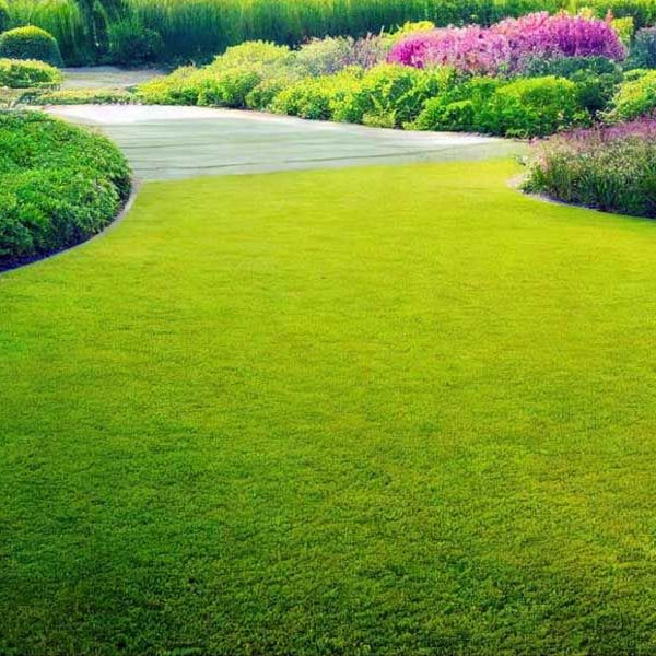 Product photo of royal grass seeds