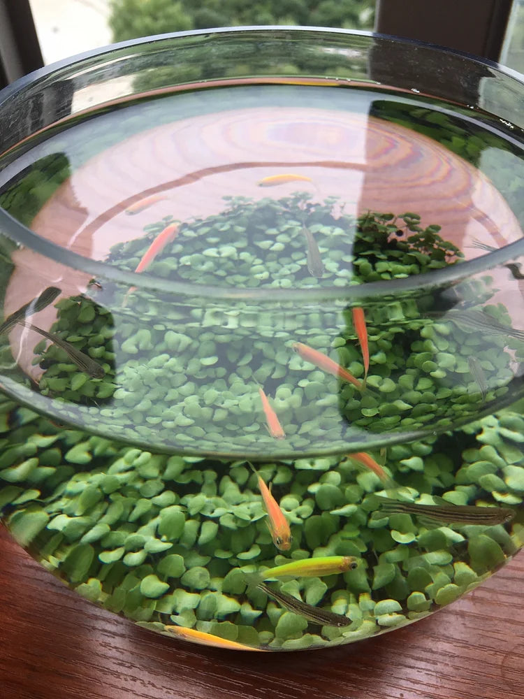 Product photo of water grass seeds