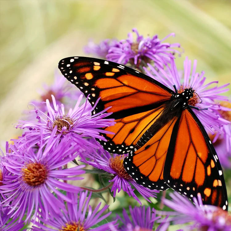 Product photo of chinese aster seeds